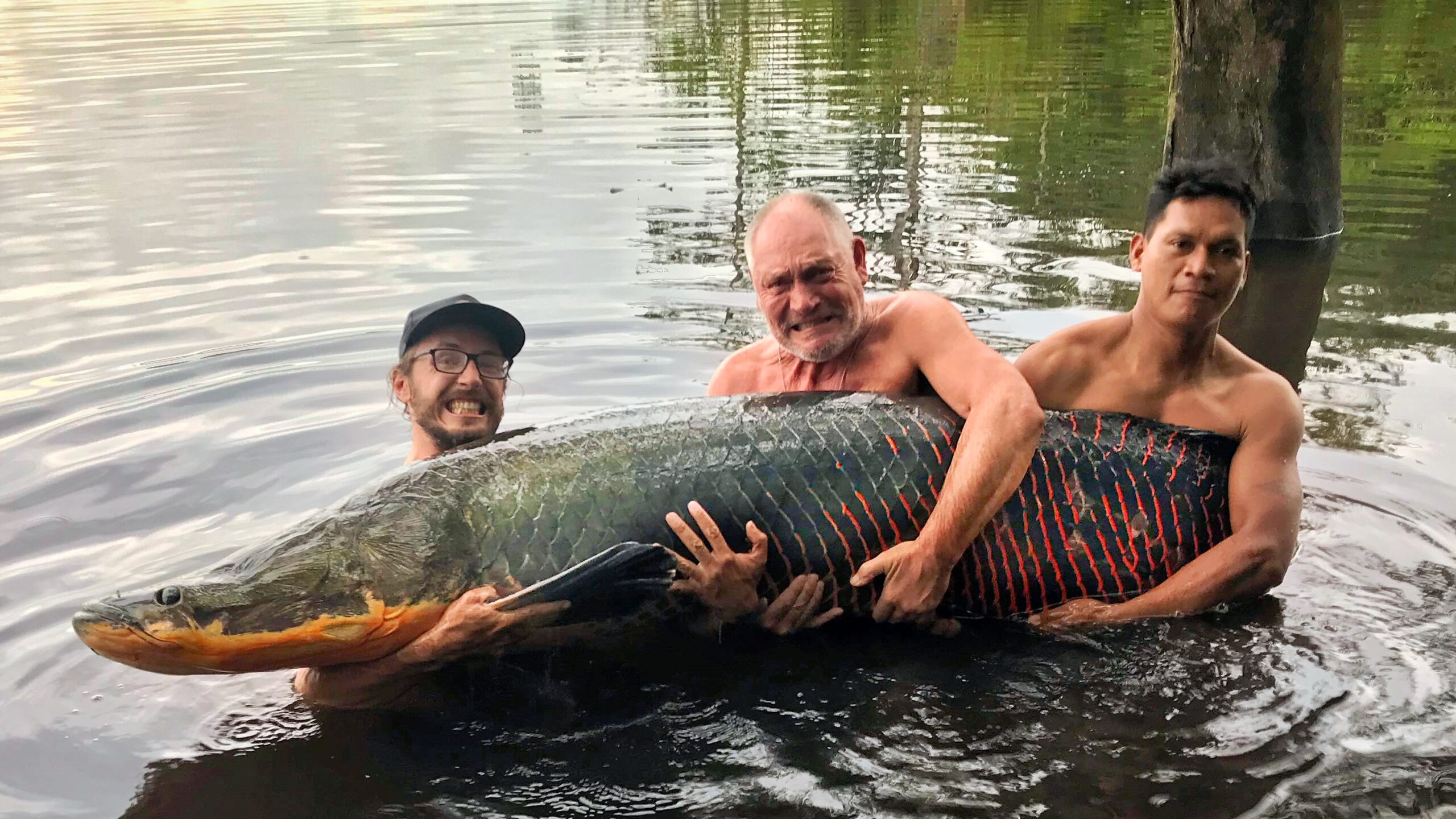 Arapaima