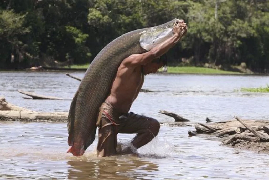 Arapaima-viet-nam-fishing-tour-trip-travel-summer-2026-angler-lure-fly-fishing-3