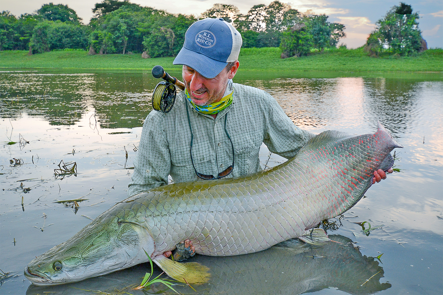 The Arapaima