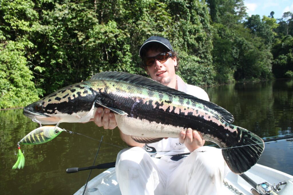 Giant-Snakehead-Vietnam-fishing-tour-trip-travel-angler-lure-fly-fishing-summer-2026