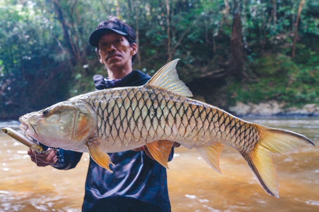 Hampala-Barb-Vietnam-fishing-tour-trip-travel-angler-lure-fishing-summer-2026