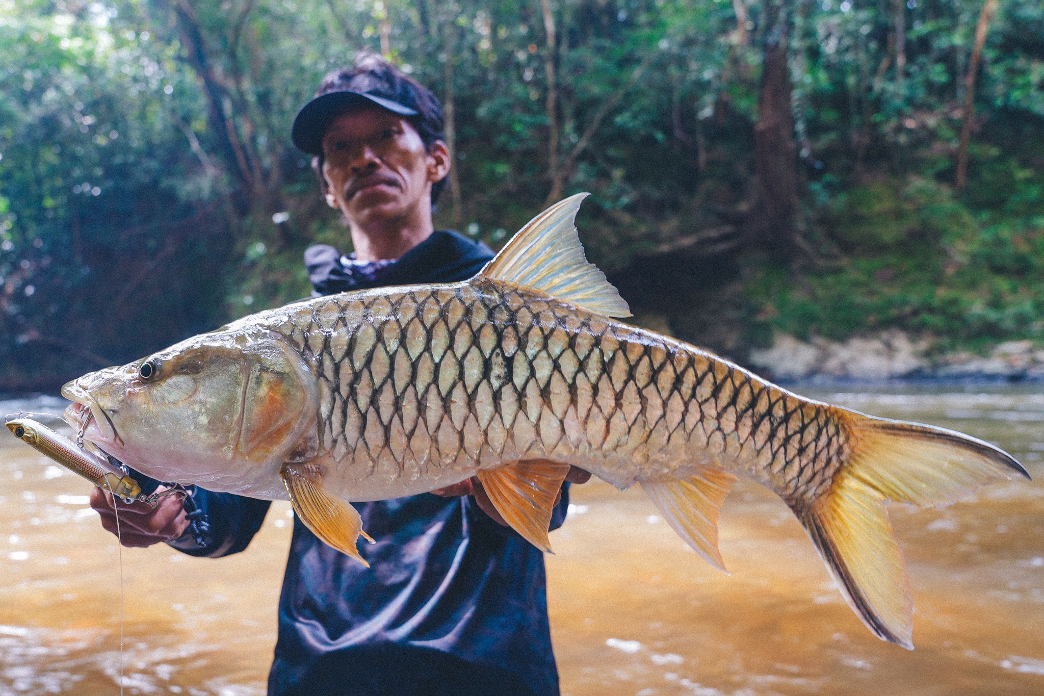 Hampala Barb