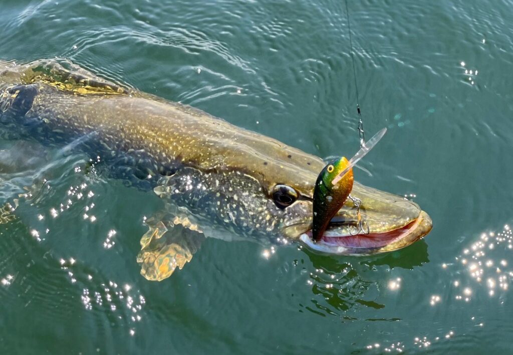 Vertical-Jigging-and-FFS-(Forward-Facing Sonar) Optimization- vietnam-fishing-tour-trip-travel-angler-2026-summer