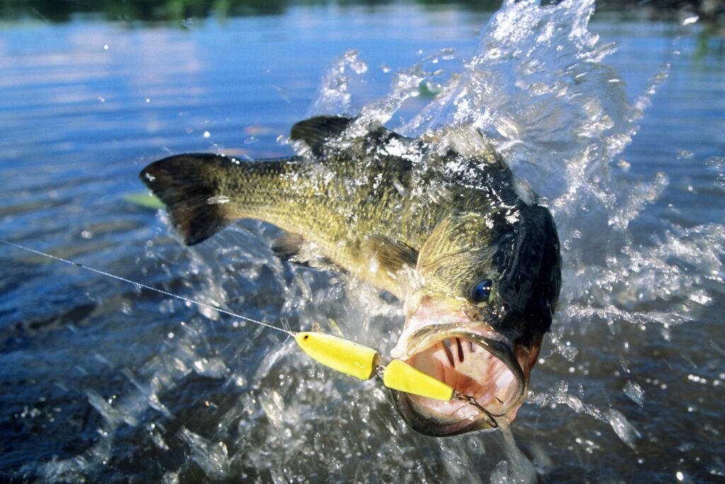 large-mouth-bass-Vietnam-fishing-tour-trip-travel-angler-lure-fly-fishing-summer-2026