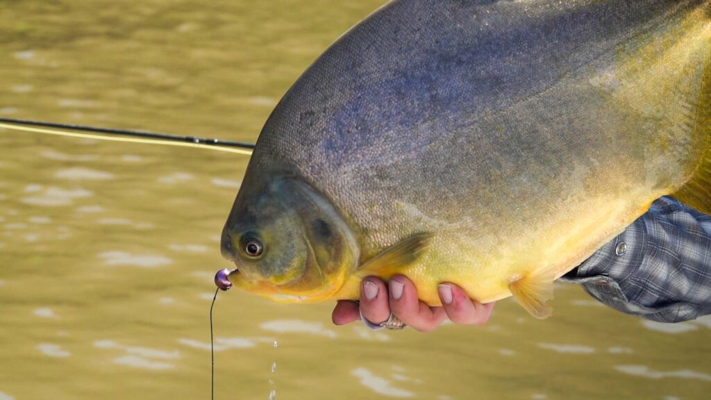 pacu-viet-nam-fishing-tours-trips-travel-anglers-lure-fly-fishing-summer-2026-catching-214