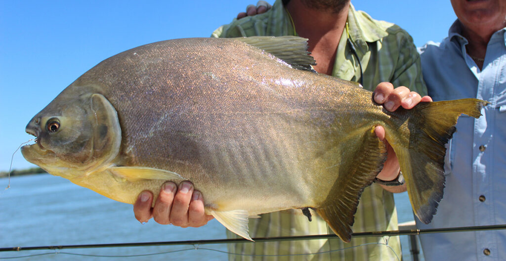 pacu-viet-nam-fishing-tours-trips-travel-anglers-lure-fly-fishing-summer-2026-catching-24