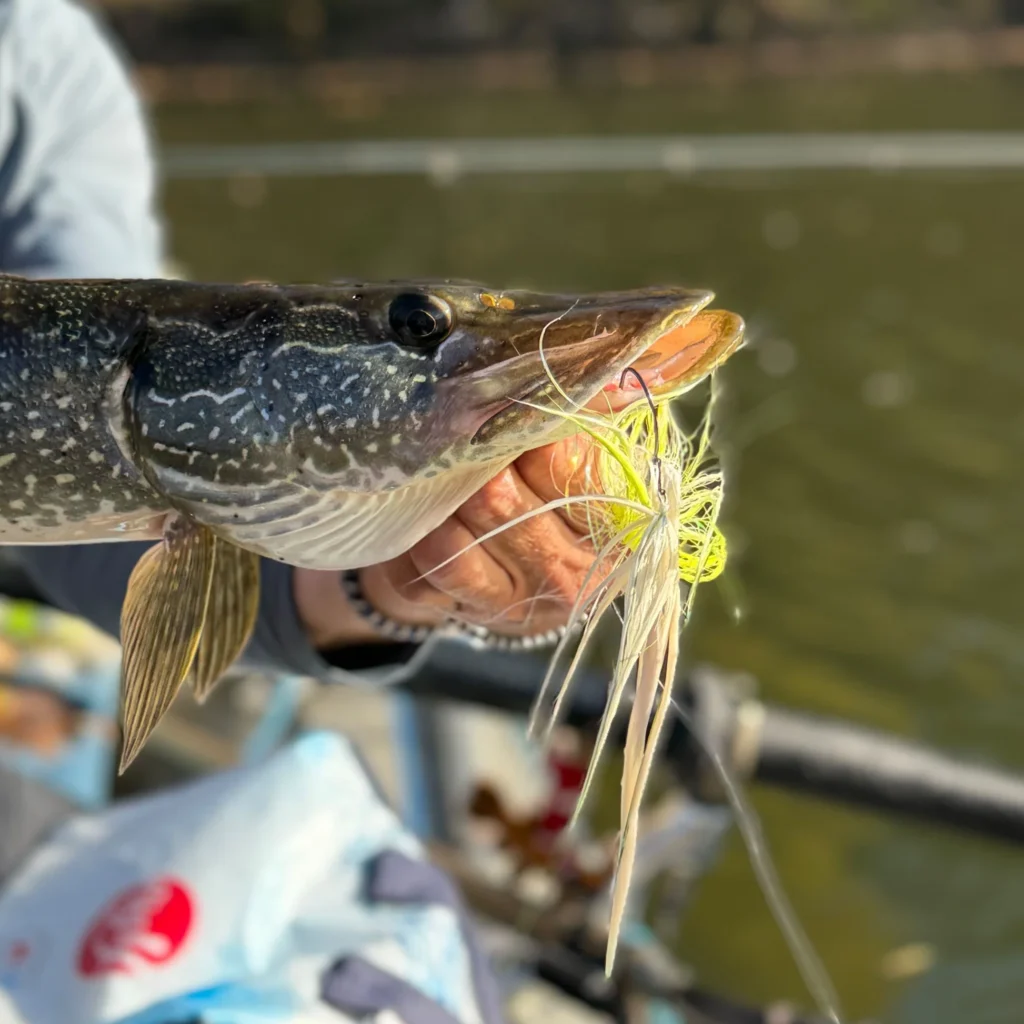 the-fishing-golden-dorado-vietnam-fishing-tour-trip-travel-angler-fisherman-catching-lure-flyfishing-summer