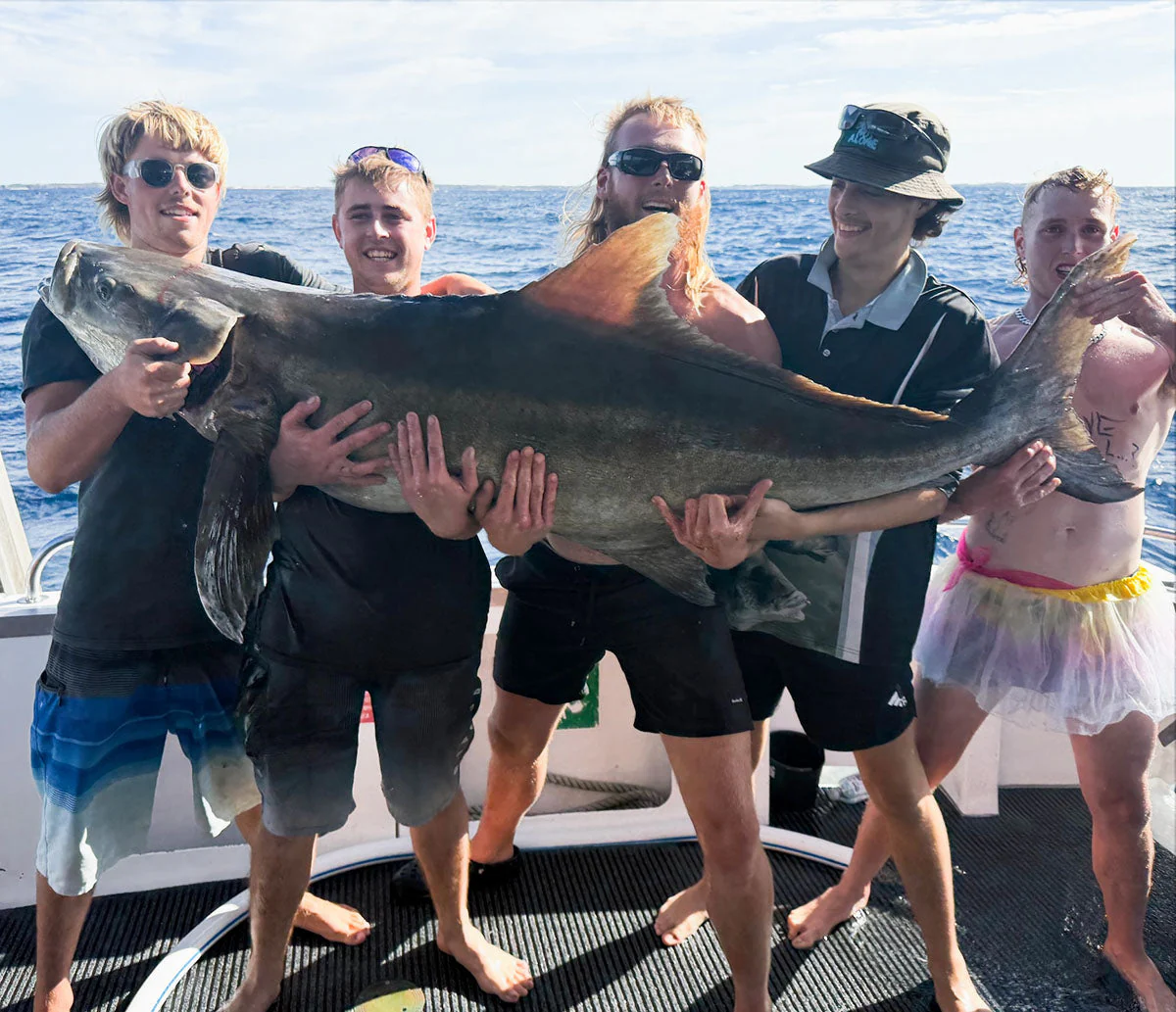 Giant Cobia