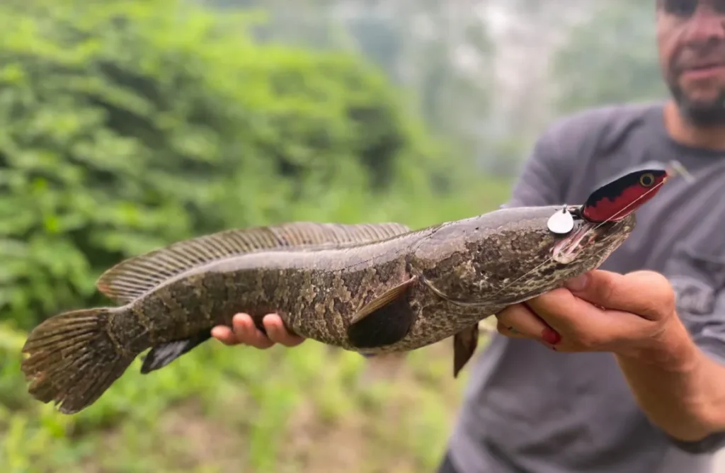 Snakehead-vietnam-fishing-tours-trips-travel-anglers-summer-2026