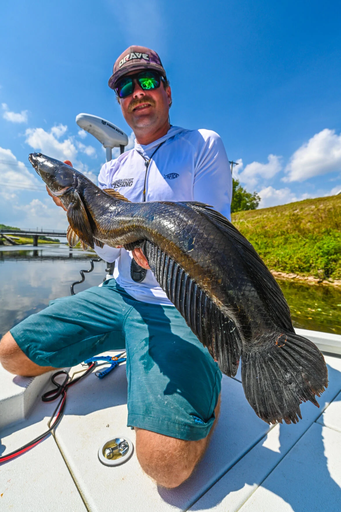 Snakeheads