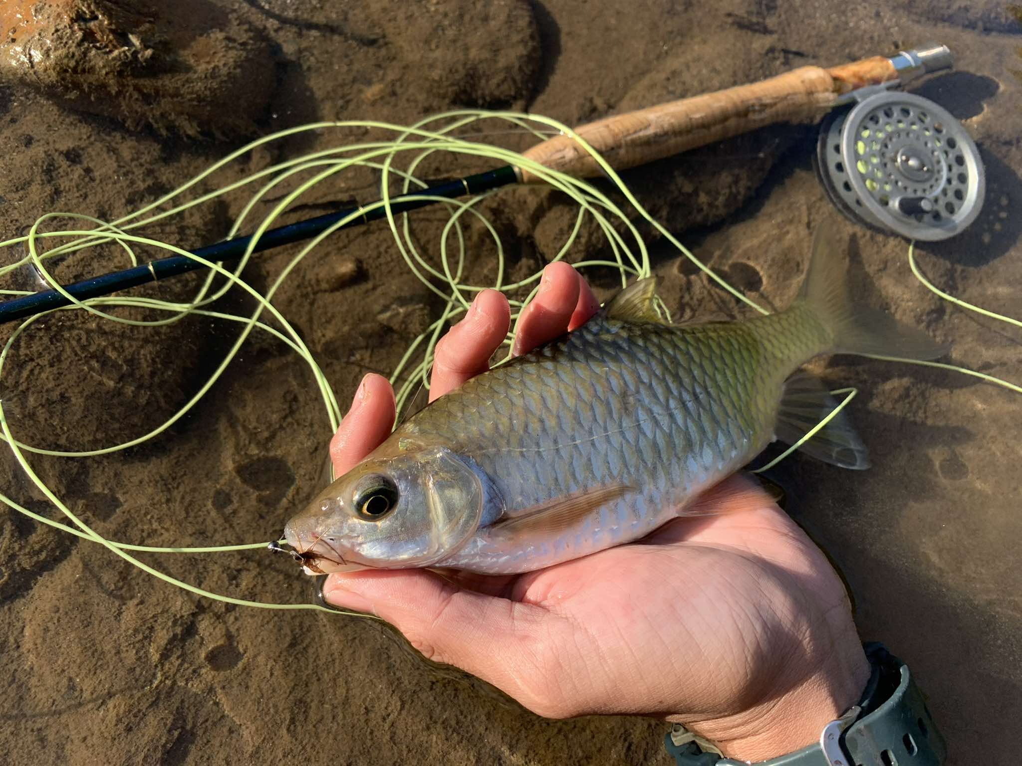 Stracheyi Mahseer-blue-mahseer-Pro-Fishing-Team-national-vietnam-fishing-tours-trips-travel-anglers-lure-fly-summer-2