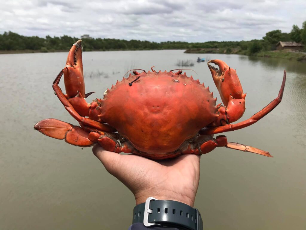 barramundi-vietnam-fishing-tours-trips-travel-anglers-summer-catching-lure-fly-fishing-mekong-delta-businessman-mud crabs