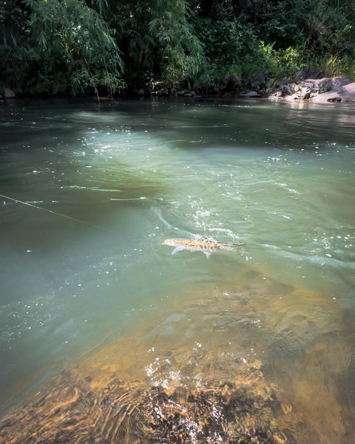 businessmen-stracheyi-mahseer-blue--northêrn-vietnam-fishing-tours-trips-travel-anglers-summer-catching-lure-fly-fishing-1113