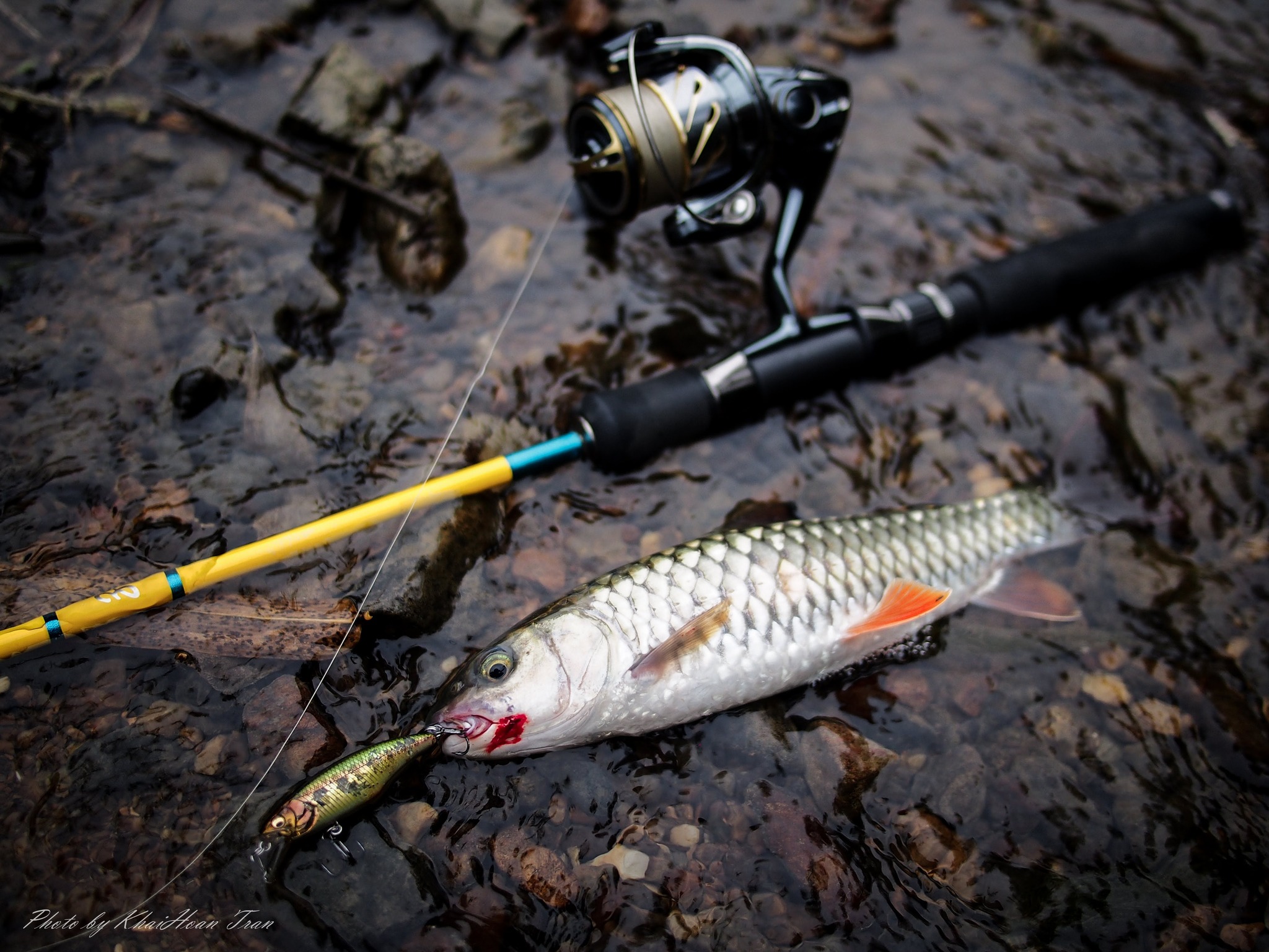 Mahseer fish are rare to find in northern Vietnam.