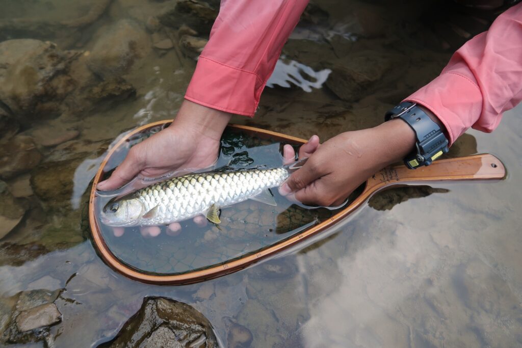stracheyi-mahseer-blue-vietnam-fishing-tours-trips-travel-anglers-summer-catching-lure-fly-fishing-123