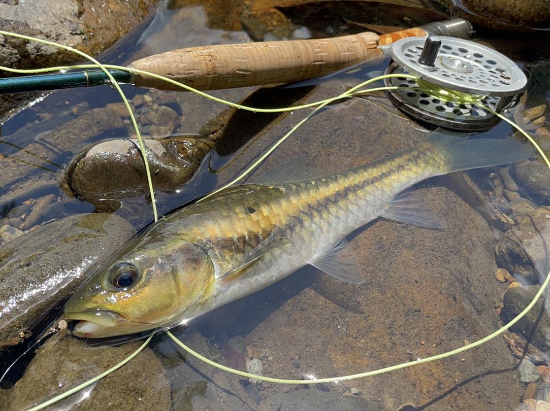 stracheyi-mahseer-blue-vietnam-fishing-tours-trips-travel-anglers-summer-catching-lure-fly-fishing-128
