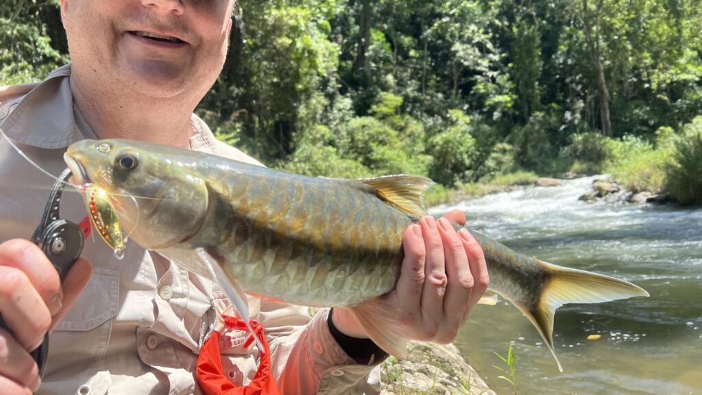 stracheyi-mahseer-blue-vietnam-fishing-tours-trips-travel-anglers-summer-catching-lure-fly-fishing-13