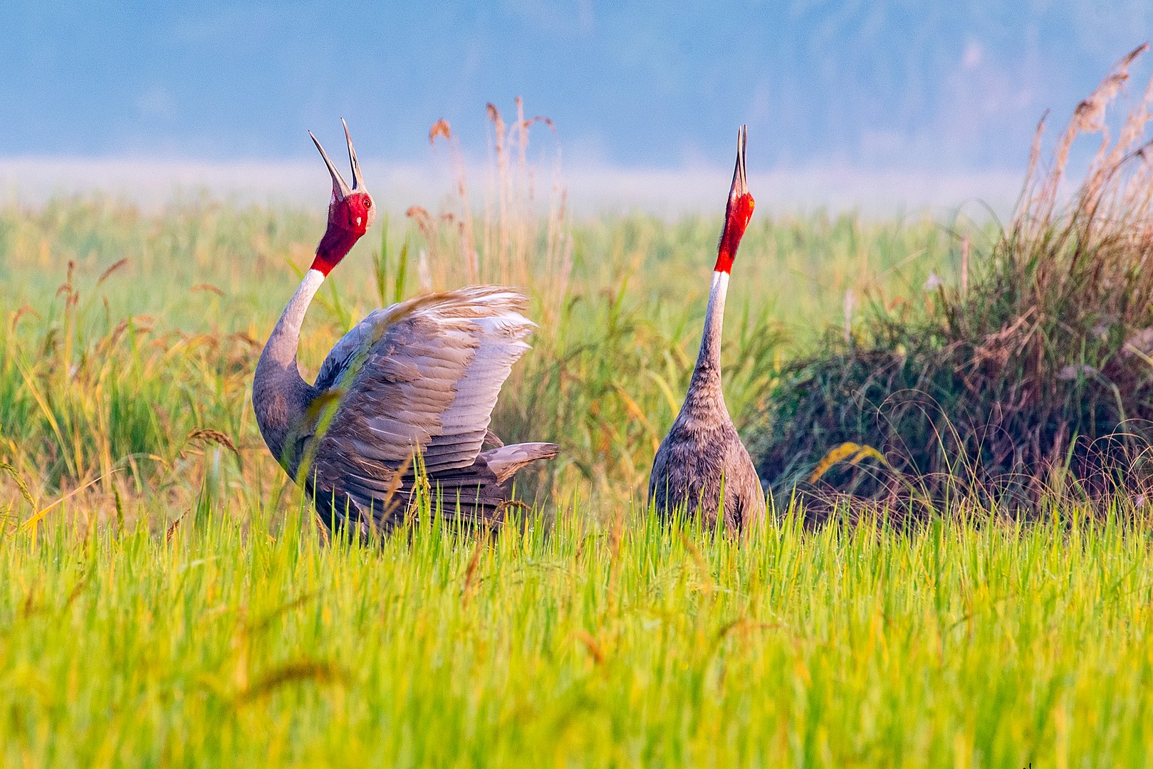 tram-chim-national-park-dong-thap-viet-nam-fishing-tour-trip-travel-anglers-summer-2026-businessmen-245