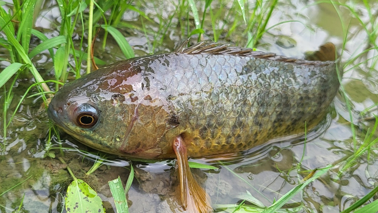Climbing perch