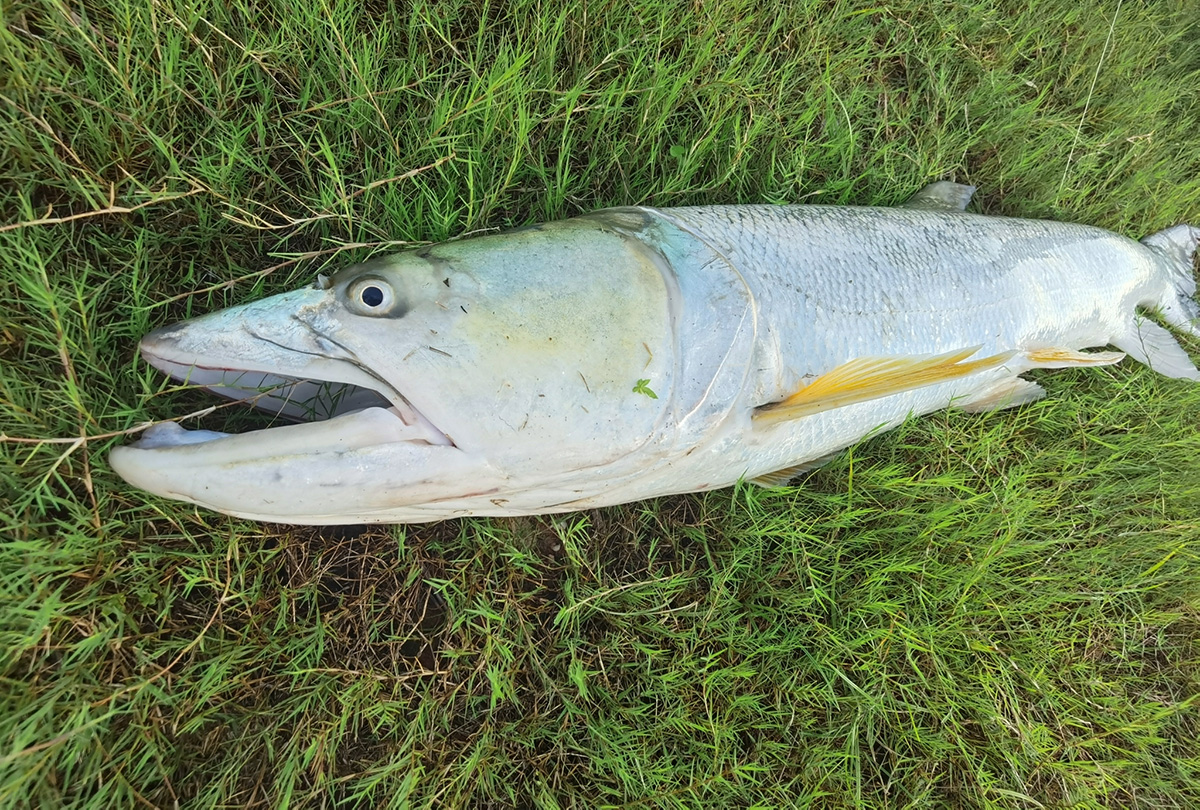 Elopichthys bambusa (Yellowcheek)