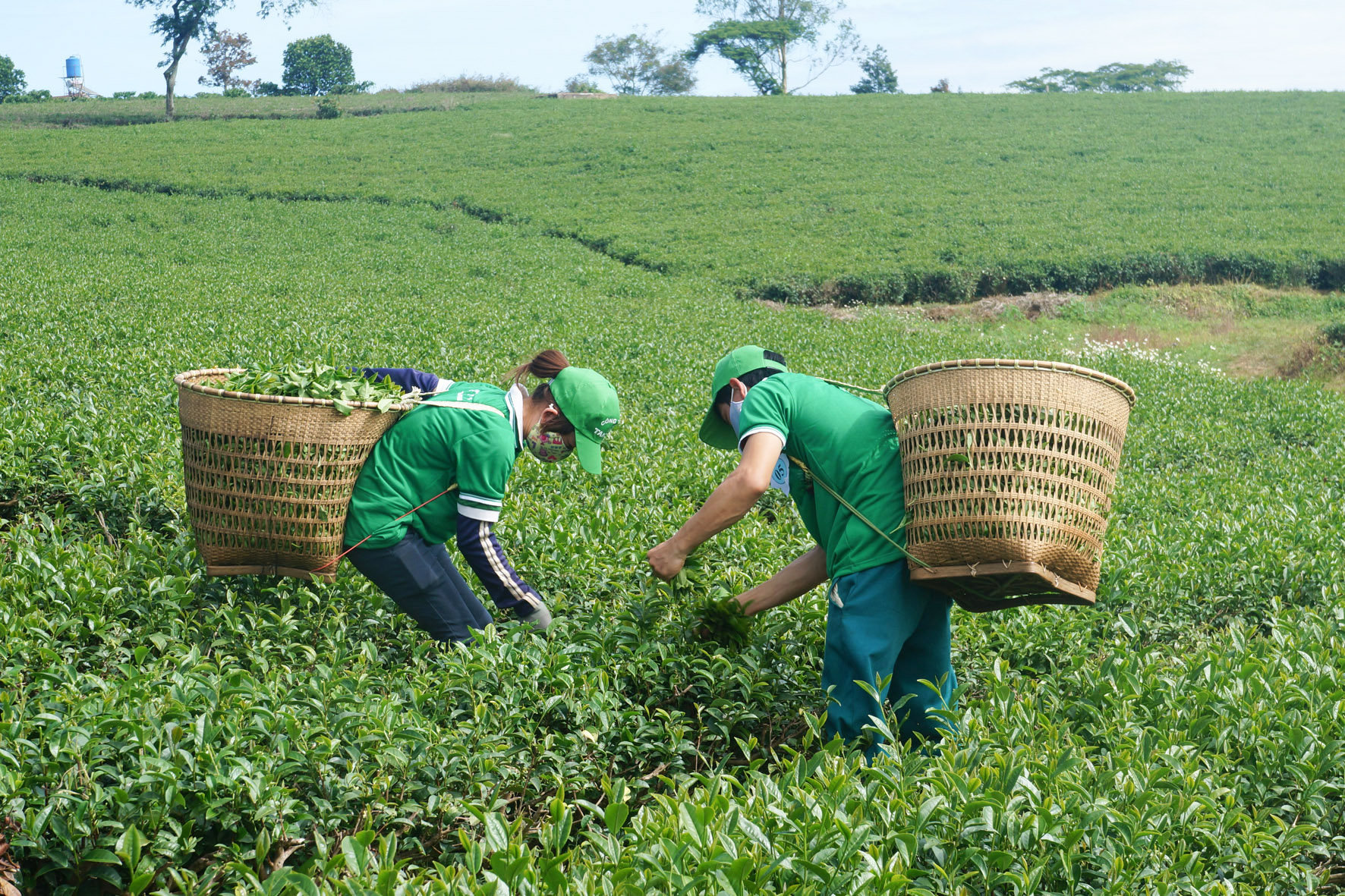 B'Lao tea