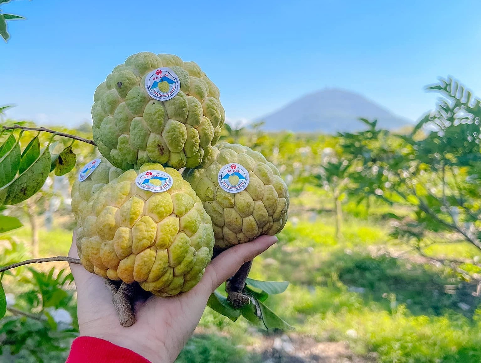 Ba Den Custard Apples (Na Bà Đen)