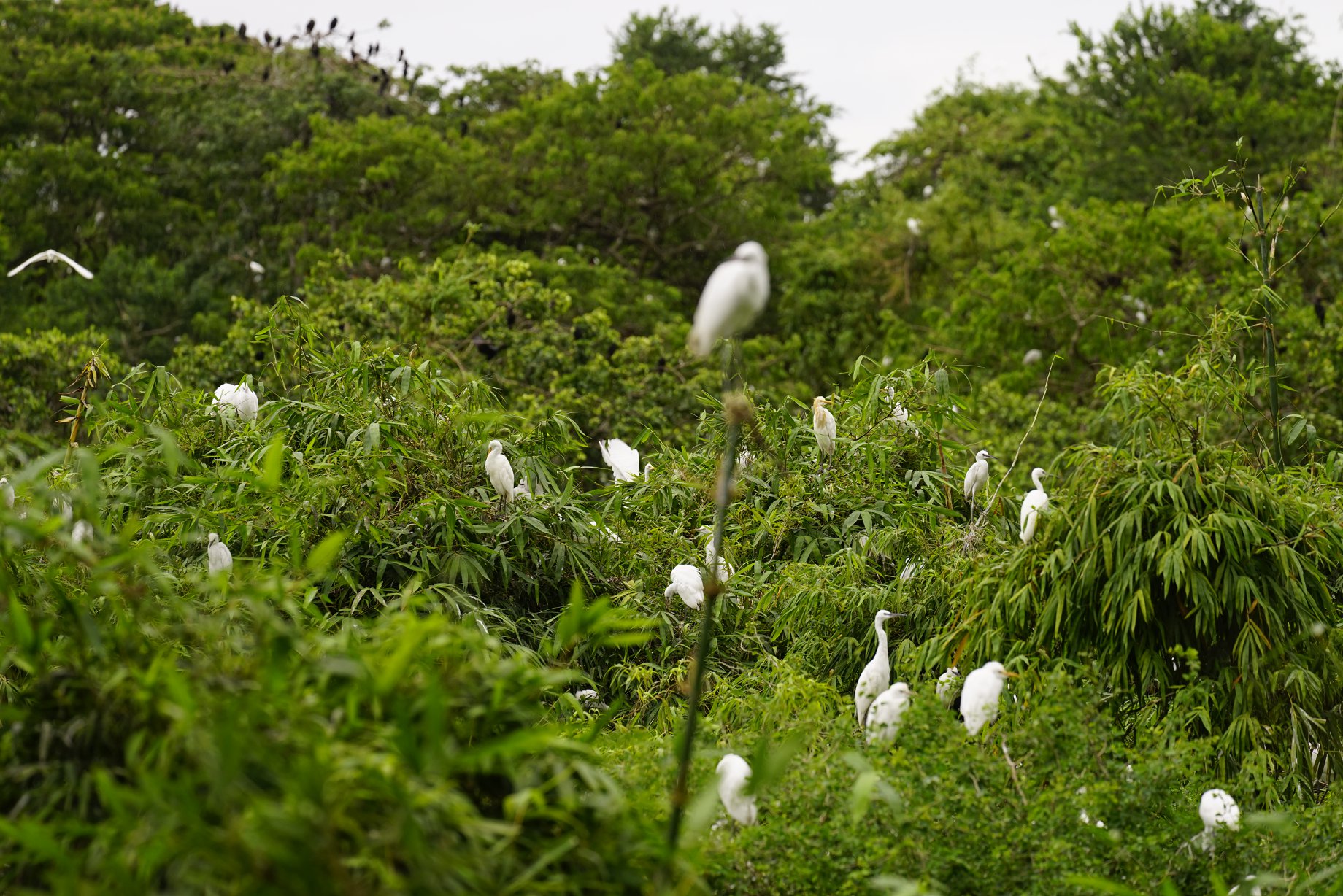 Bang Lang Stork Sanctuary, Can Tho City, Vietnam Travel 
