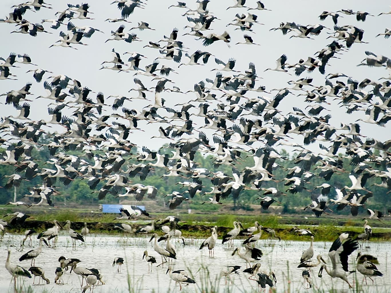 Bang Lang Stork Sanctuary- can-tho-city-vietnam-fishing-tour-333
