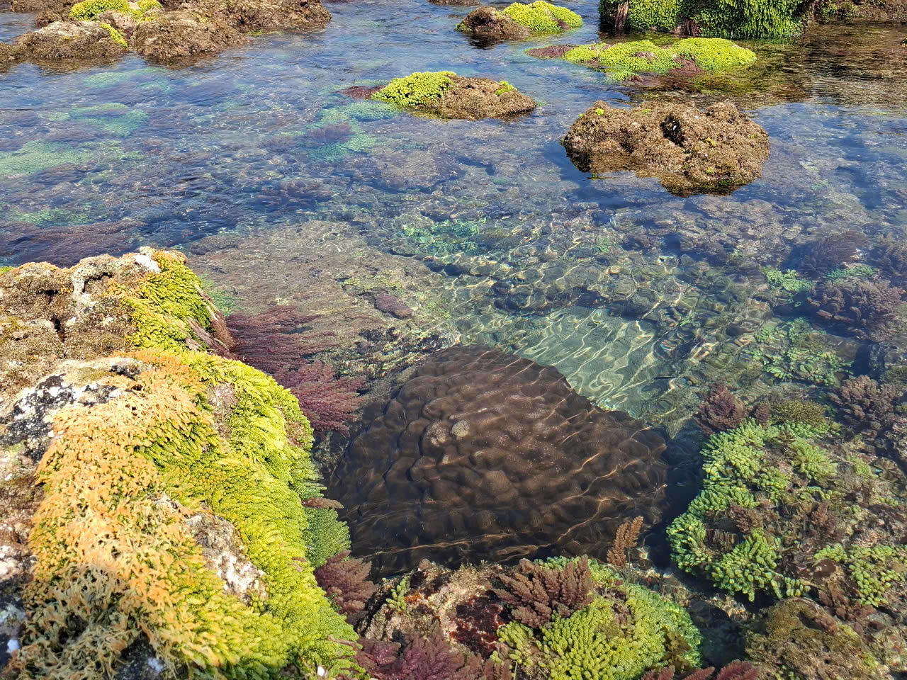 Seaweed on Con Co Island, Quang Tri province, provides a habitat for aquatic species.