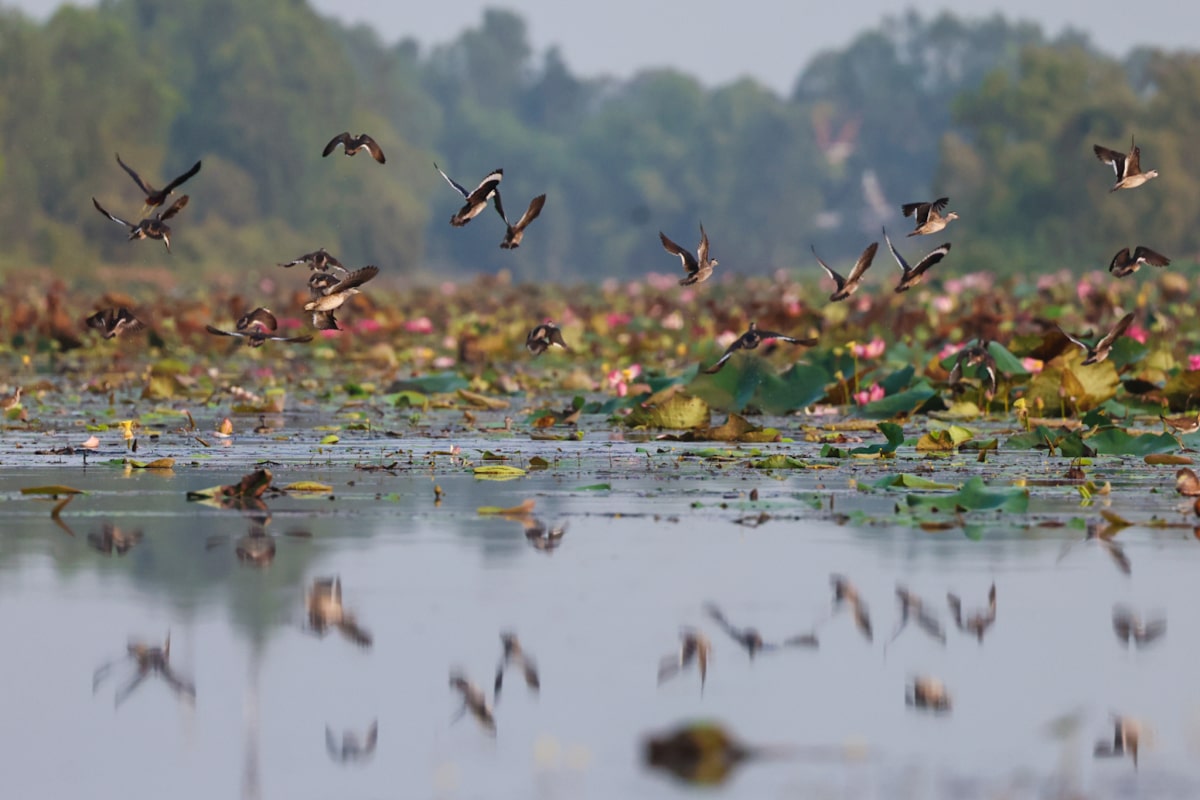 Tram-Chim-Dong-Thap-vietnam-fishing-tour-trip-travel-anglers