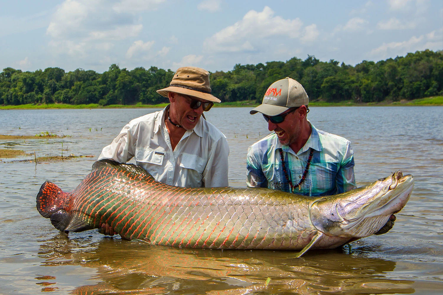 Arapaima