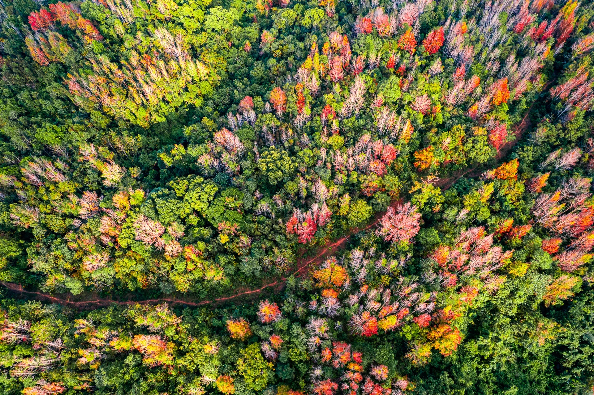 "European autumn" is how many people describe the autumn foliage of the Sau Sau (sweet maple) forests in Khe Sanh and Huong Phung areas of Quang Tri province, Vietnam, during the season of red leaves.