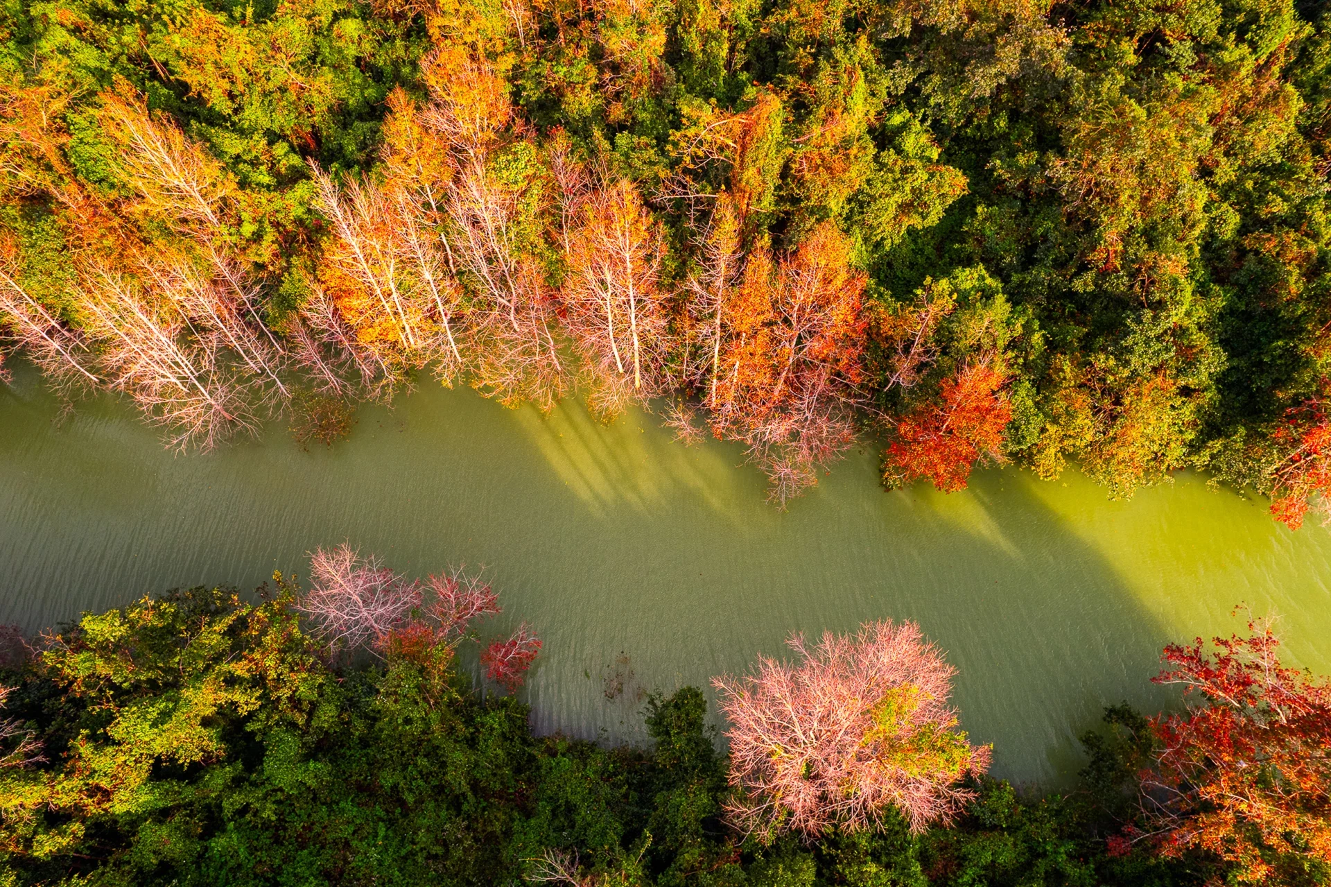 In autumn, the water level in the Rao Quan hydroelectric reservoir in Quang Tri province, Vietnam, rises, and in the forest and on the mountain slopes, the maple trees change their leaves to red, resembling autumn in Europe.