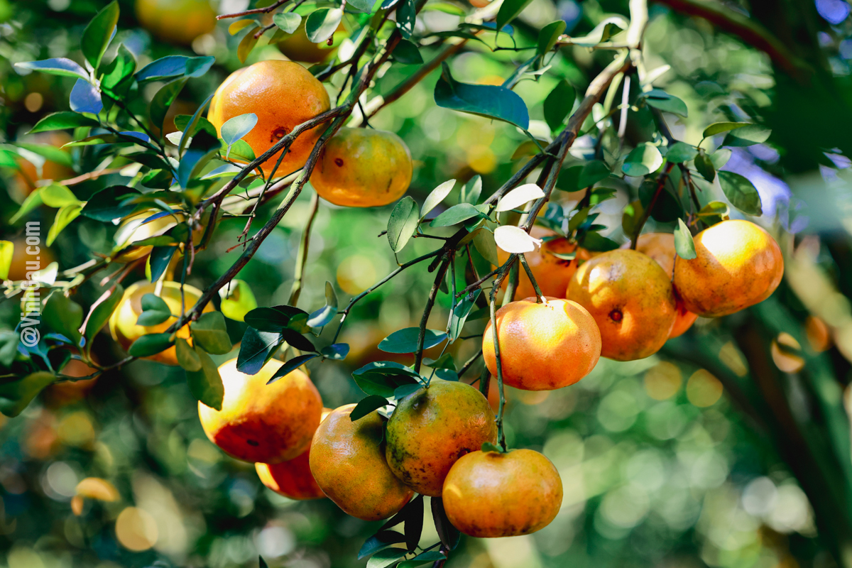 Lai Vung pink mandarins (quýt hồng)