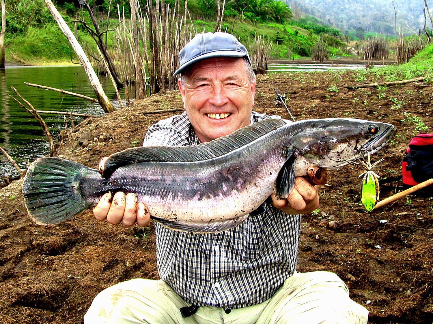 Giant Snakehead