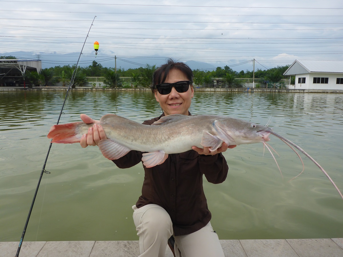Asian Redtail Catfish