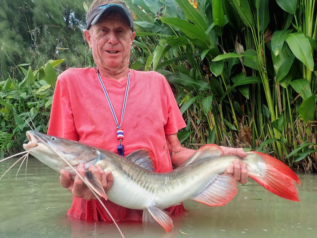 Asian Redtail Catfish