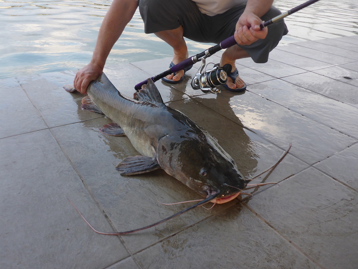 Asian Redtail Catfish