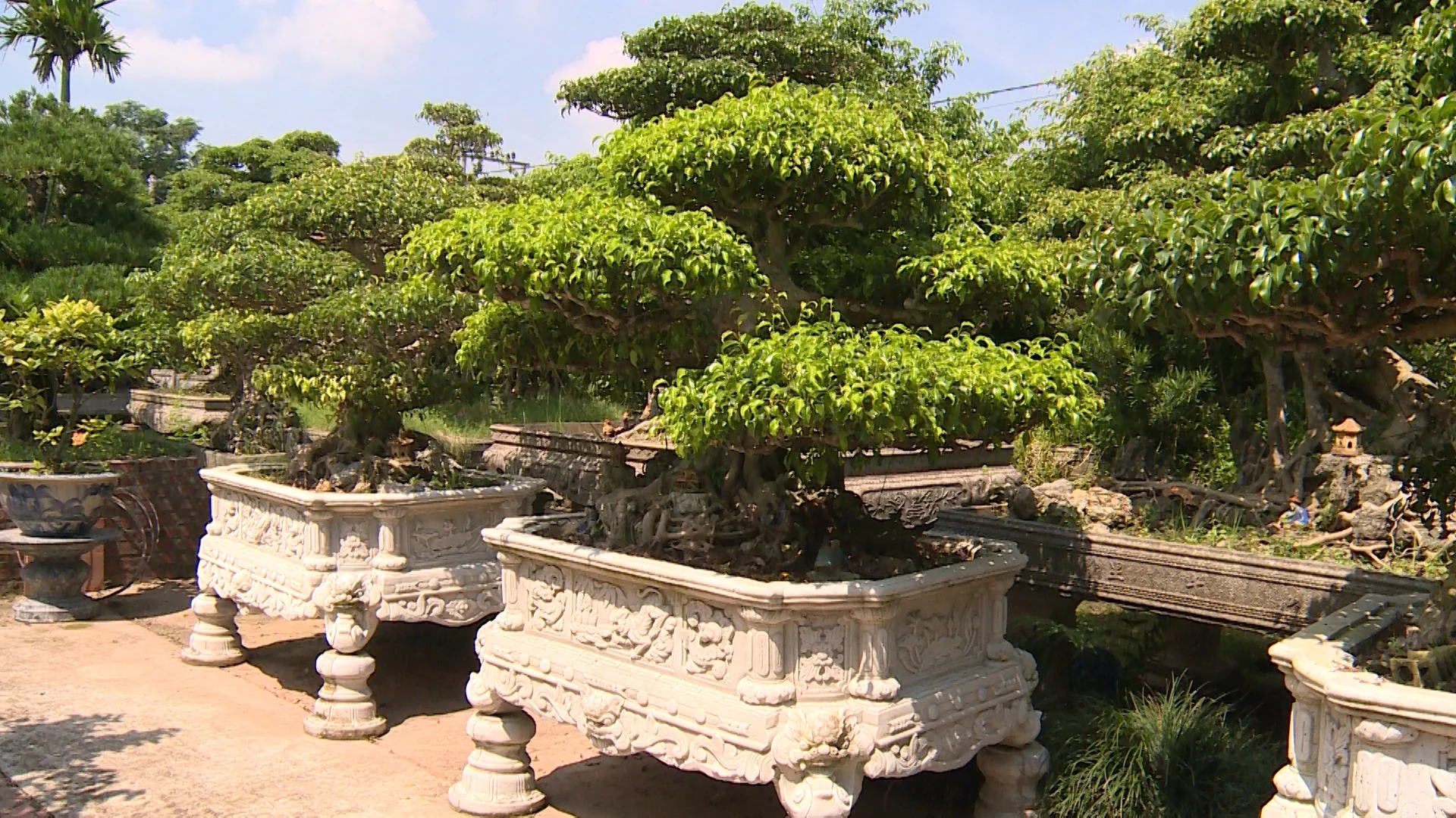 Bách Thuận Bonsai Village