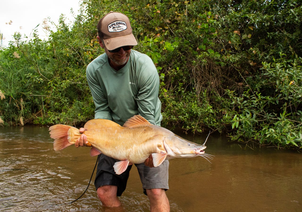 Bagrid Catfish