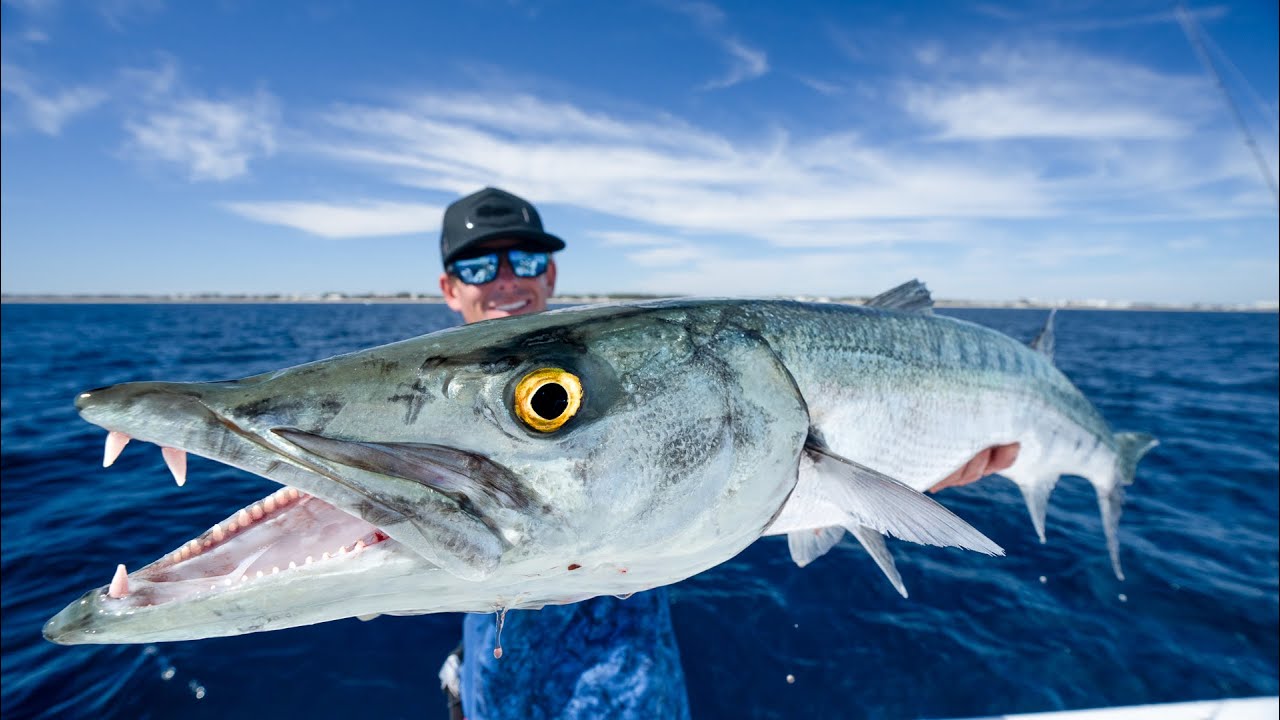 Barracuda