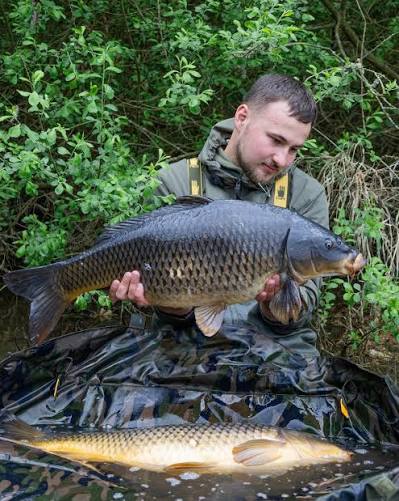 Black Carp