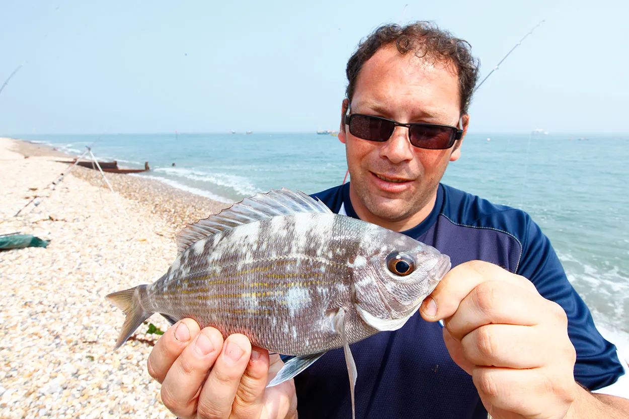 Black Seabream