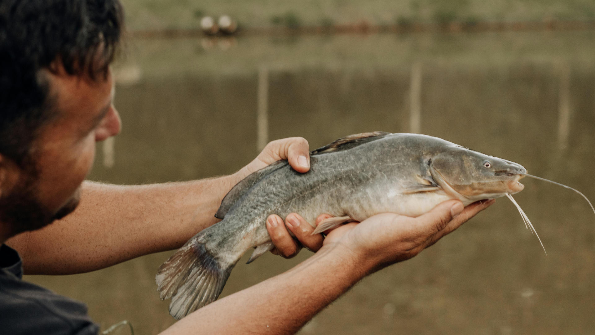 Catfish (Cá Nheo)