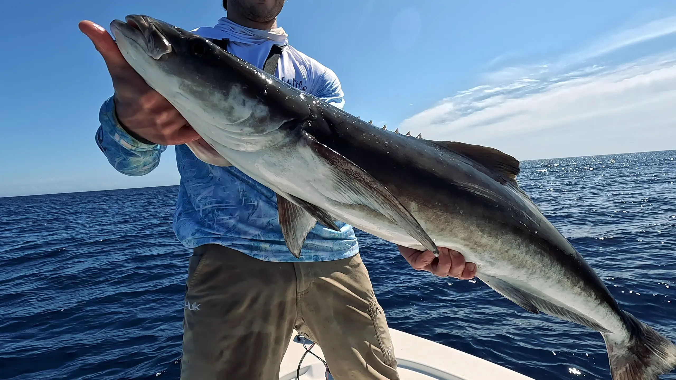 Cobia