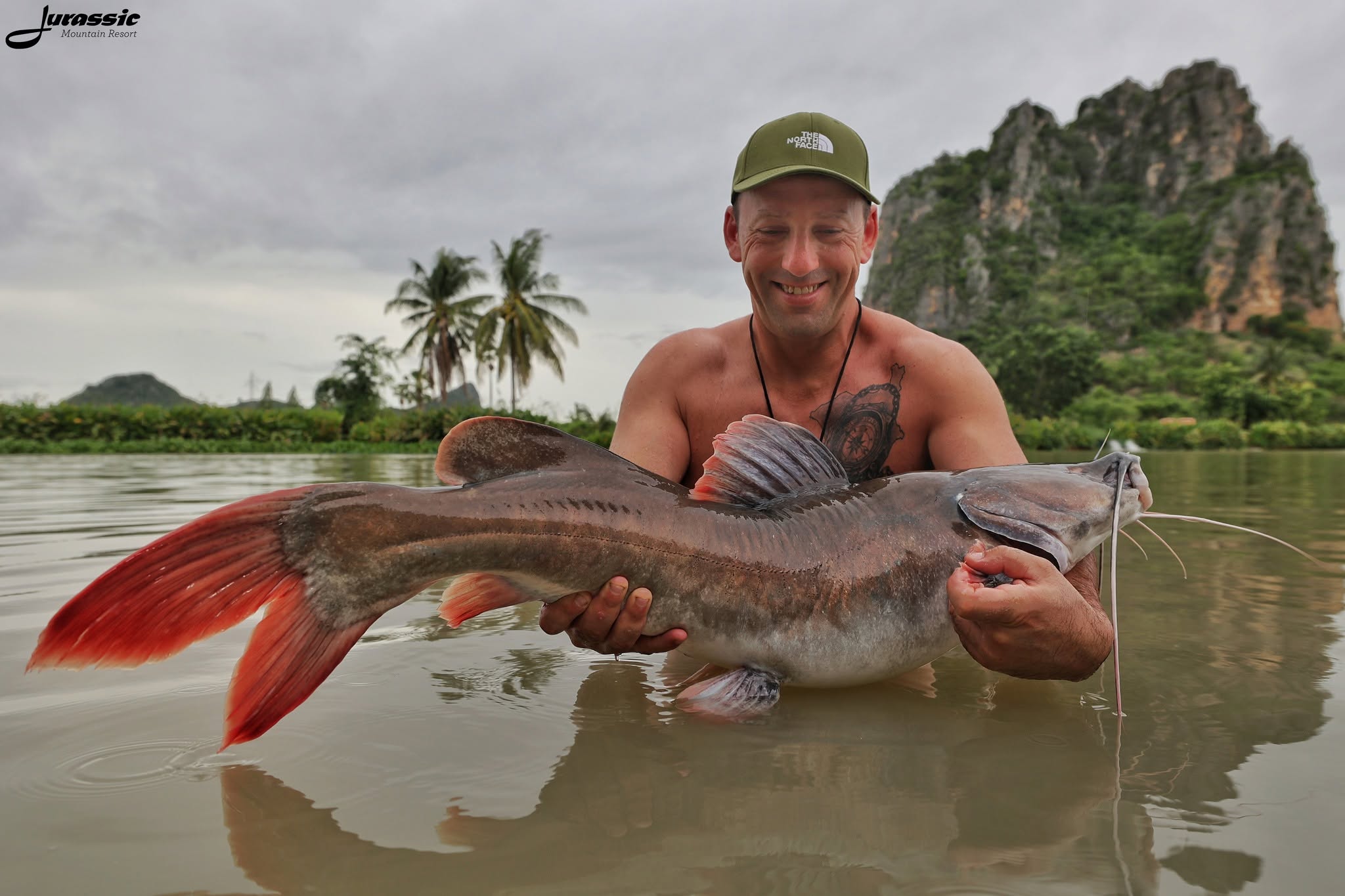 Giant Asian Redtail Catfish