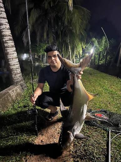 Giant Pangasius