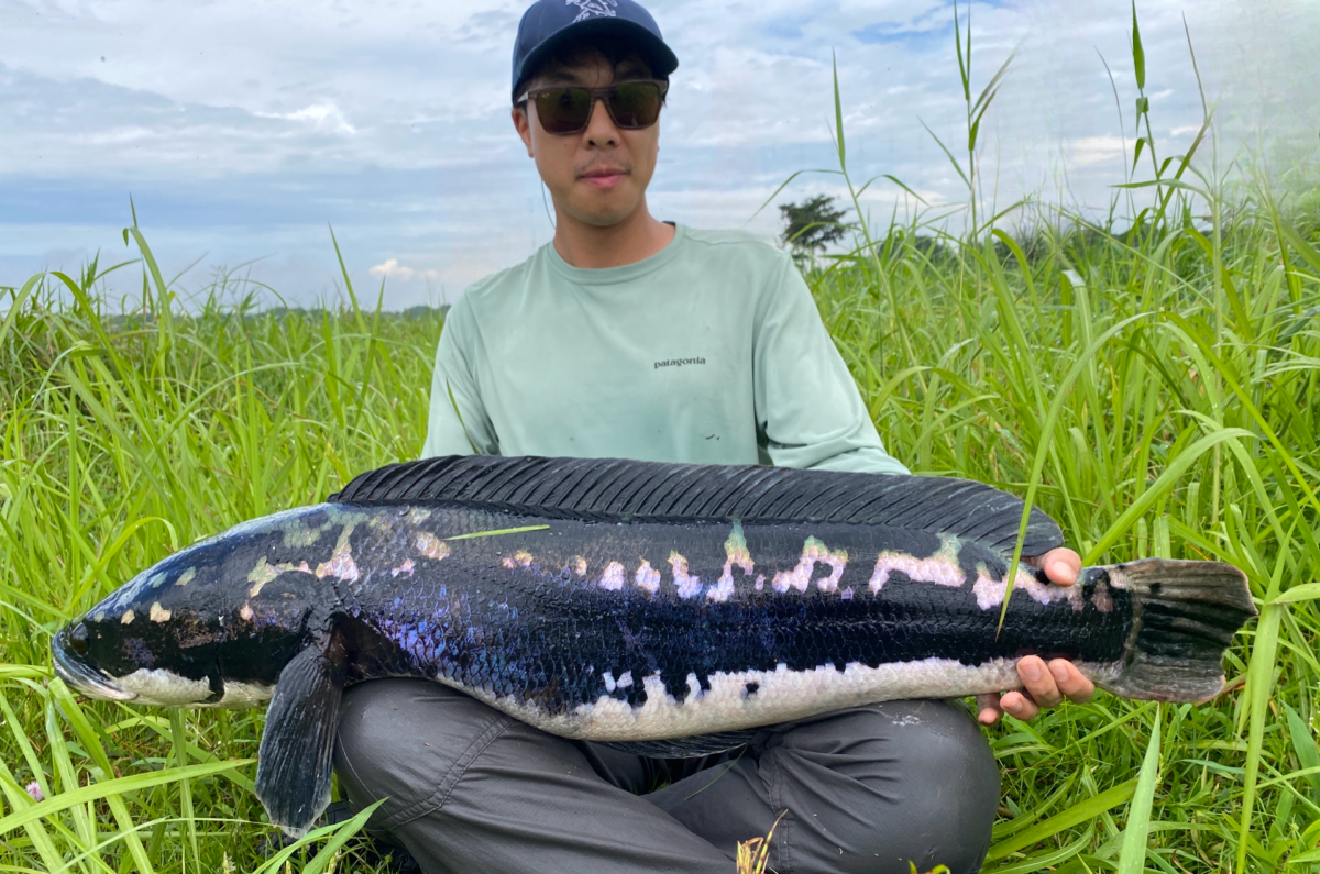 Giant Snakehead