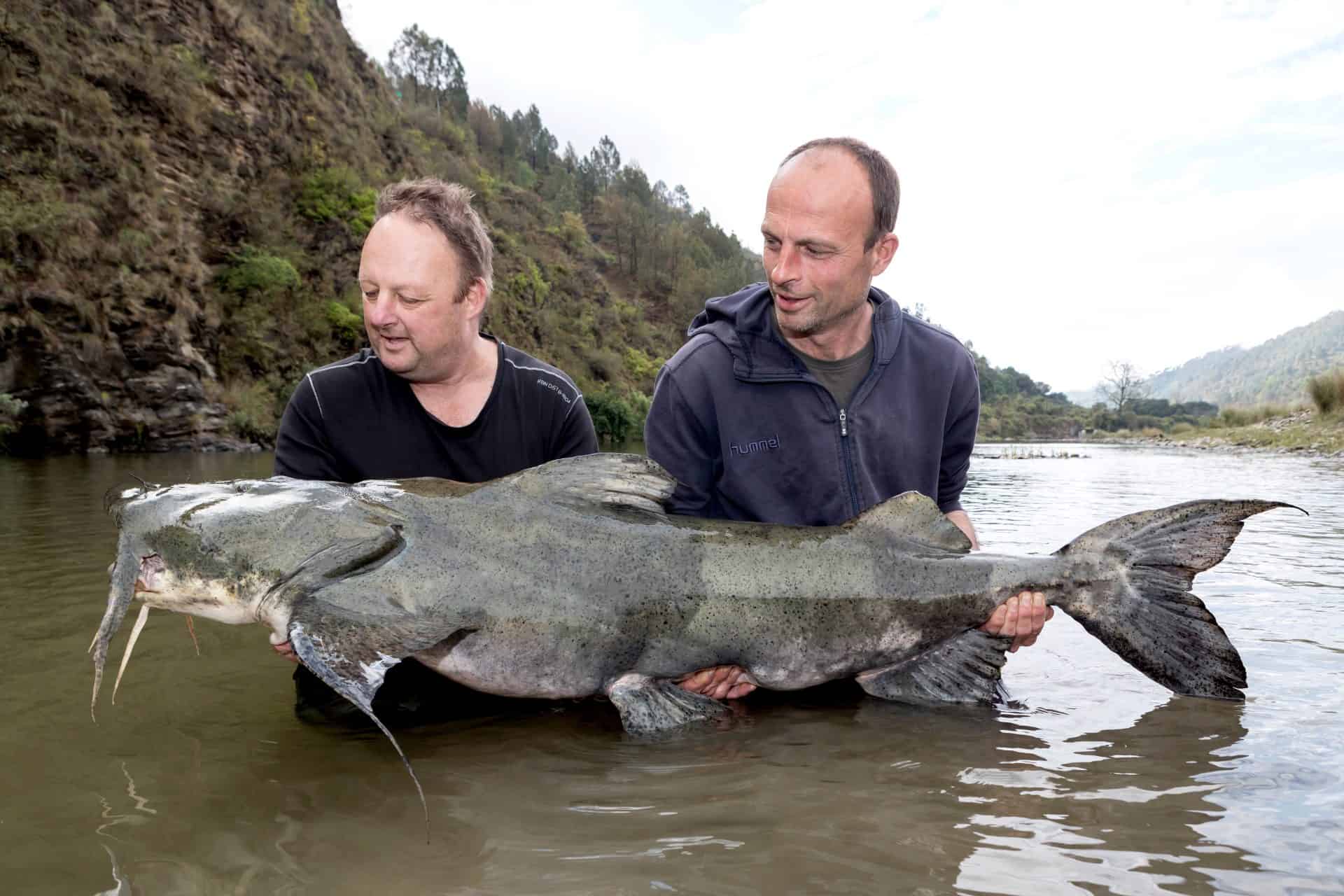 Goonch catfish