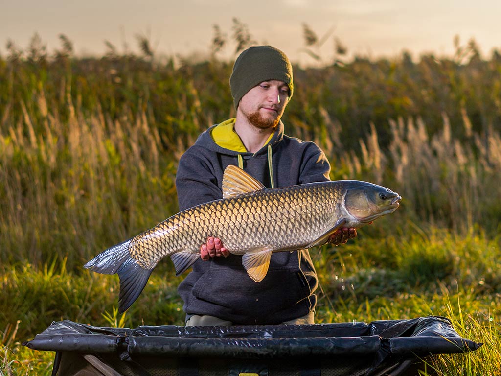 Grass Carp